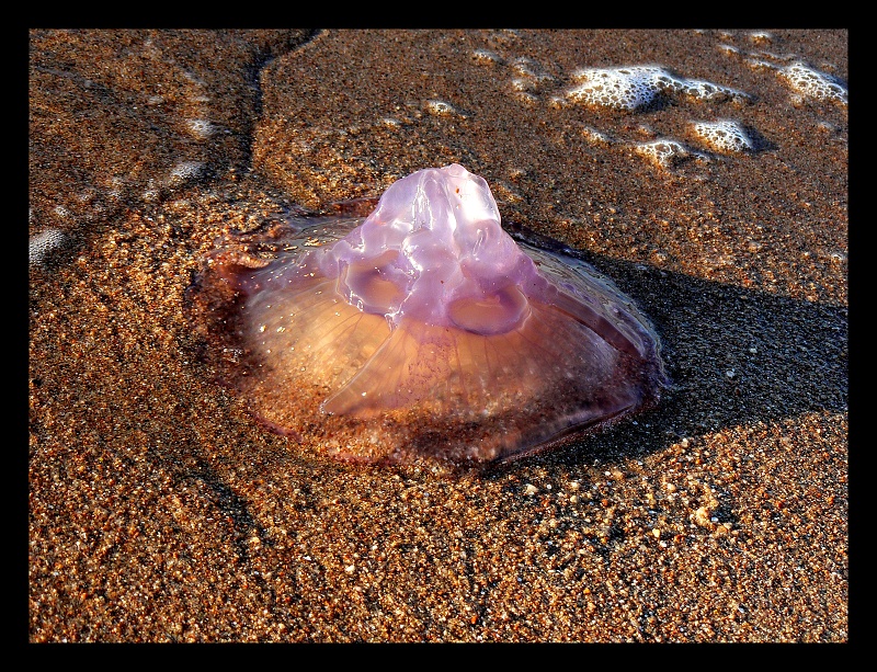 img00008.jpg